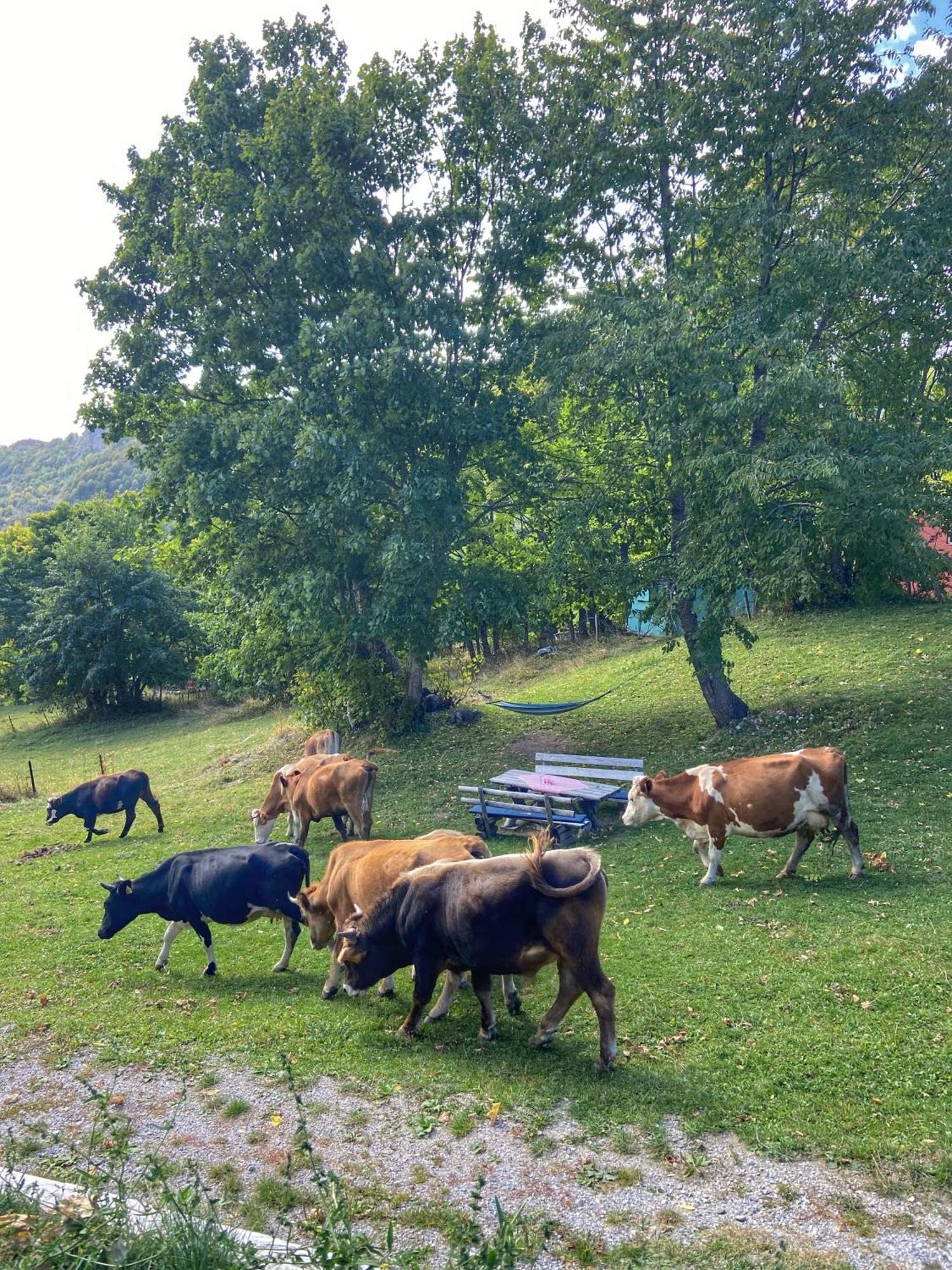 Konak Umoljani Esterno foto