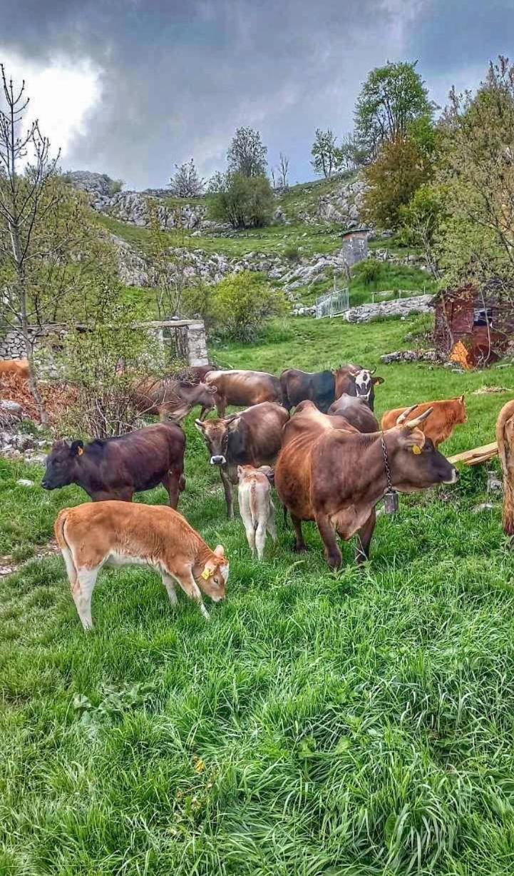 Appartamento Konak Umoljani Esterno foto